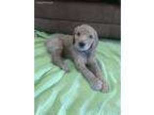Labradoodle Puppy for sale in Nampa, ID, USA