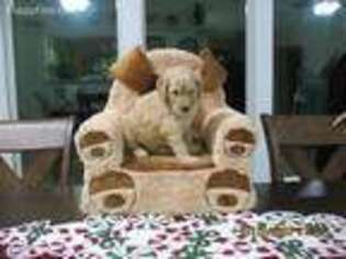 Goldendoodle Puppy for sale in Sweeny, TX, USA