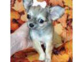 Chihuahua Puppy for sale in Redding, CA, USA