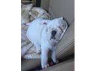 Bulldog Puppy for sale in Mission Viejo, CA, USA