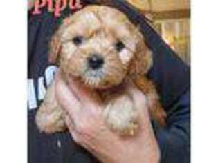 Cavapoo Puppy for sale in Winchester, TN, USA