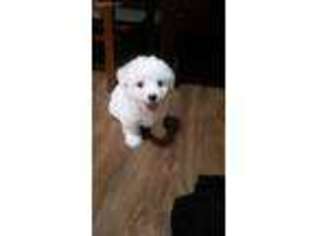 Coton de Tulear Puppy for sale in Knob Lick, KY, USA