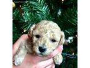 Mutt Puppy for sale in Keystone, IN, USA