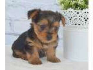 Yorkshire Terrier Puppy for sale in Tuscola, IL, USA