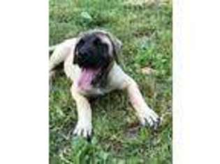 Mastiff Puppy for sale in Campbellsville, KY, USA