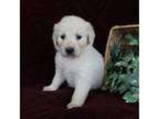 Golden Retriever Puppy for sale in Montezuma, GA, USA