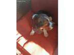 Beagle Puppy for sale in Mesquite, TX, USA