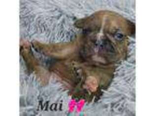 French Bulldog Puppy for sale in Eden Prairie, MN, USA