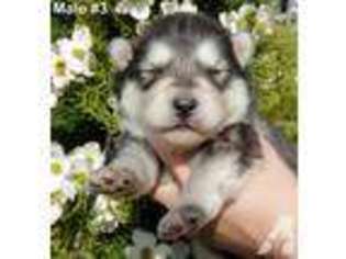 Alaskan Malamute Puppy for sale in KENBRIDGE, VA, USA