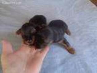 Yorkshire Terrier Puppy for sale in Shawano, WI, USA