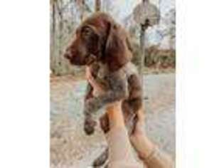 German Shorthaired Pointer Puppy for sale in Calabash, NC, USA