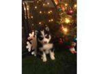 Siberian Husky Puppy for sale in Roselle, IL, USA