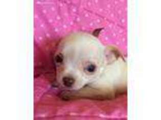 Chihuahua Puppy for sale in Neosho, MO, USA