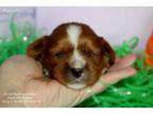 Cavalier King Charles Spaniel Puppy for sale in Iron Station, NC, USA