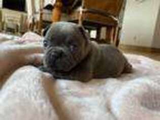 French Bulldog Puppy for sale in Nine Mile Falls, WA, USA