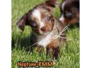Miniature Australian Shepherd Puppy for sale in Elgin, OR, USA