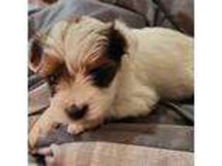 Yorkshire Terrier Puppy for sale in Maumelle, AR, USA