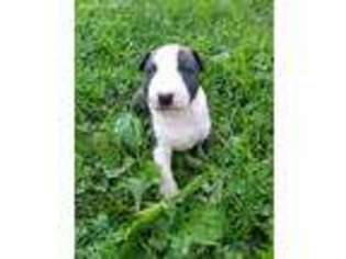 Bull Terrier Puppy for sale in Wauseon, OH, USA
