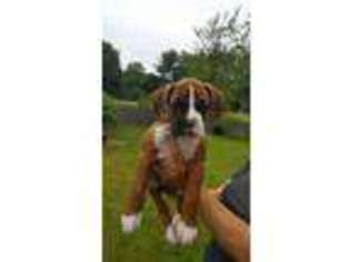 Boxer Puppy for sale in Scarborough, ME, USA