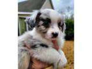 Miniature Australian Shepherd Puppy for sale in Blacksburg, SC, USA