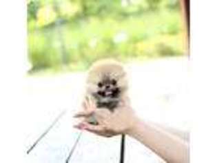 Pomeranian Puppy for sale in Cherryvale, KS, USA