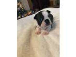 Boston Terrier Puppy for sale in Humansville, MO, USA