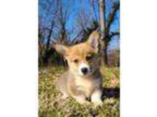 Cardigan Welsh Corgi Puppy for sale in Lake Wylie, SC, USA