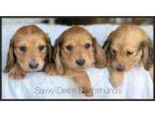 Dachshund Puppy for sale in Searcy, AR, USA