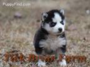 Siberian Husky Puppy for sale in Laurens, SC, USA
