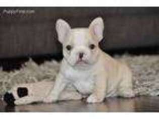 French Bulldog Puppy for sale in Beaver Creek, MN, USA