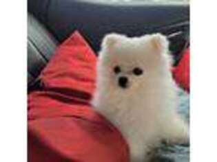 Pomeranian Puppy for sale in Chapel Hill, NC, USA
