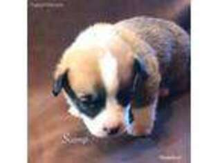 Pembroke Welsh Corgi Puppy for sale in Santa Fe, NM, USA