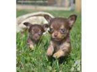 Chihuahua Puppy for sale in RIVERSIDE, CA, USA