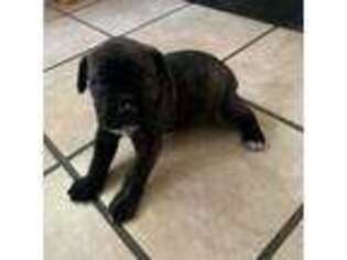 Cane Corso Puppy for sale in Trinity, NC, USA