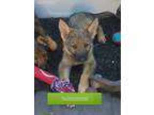 German Shepherd Dog Puppy for sale in Lake Elsinore, CA, USA