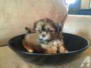 Mutt Puppy for sale in COTTONTOWN, TN, USA