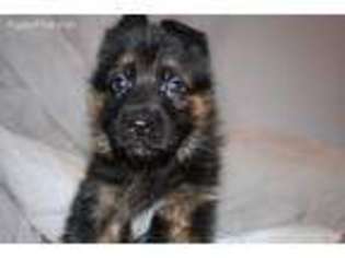 German Shepherd Dog Puppy for sale in Albany, NY, USA