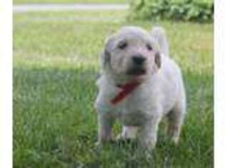 Goldendoodle Puppy for sale in Turin, NY, USA