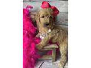 Goldendoodle Puppy for sale in Fredericktown, MO, USA