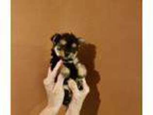 Yorkshire Terrier Puppy for sale in Hammond, LA, USA