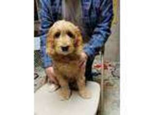 Goldendoodle Puppy for sale in Elizabeth, CO, USA