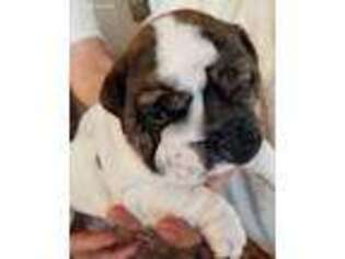 Bulldog Puppy for sale in Salem, MO, USA