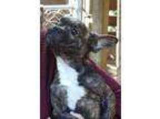 French Bulldog Puppy for sale in Lyons, GA, USA