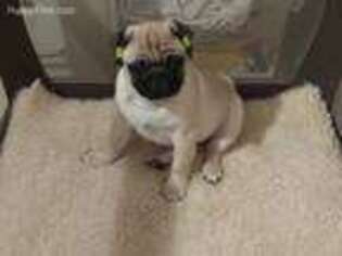Pug Puppy for sale in Gig Harbor, WA, USA