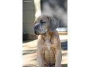 Cane Corso Puppy for sale in Greensburg, LA, USA