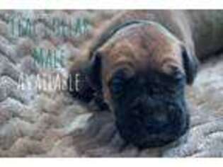 Great Dane Puppy for sale in Richmond, MI, USA