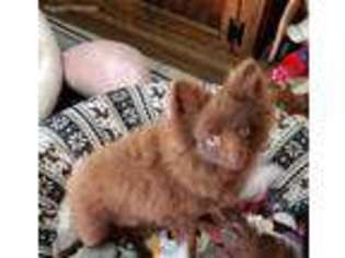 Pomeranian Puppy for sale in Larrabee, IA, USA