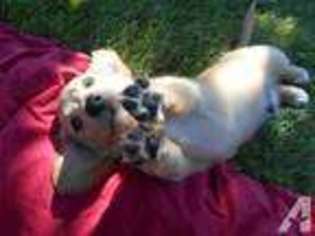 Dachshund Puppy for sale in YACOLT, WA, USA