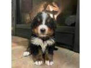 Bernese Mountain Dog Puppy for sale in Bloomfield, NE, USA