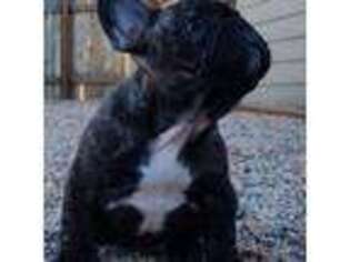 French Bulldog Puppy for sale in Yuma, CO, USA